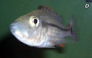 PETAGOG | Dimidiochromis dimidiatus