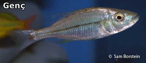 PETAGOG | Dimidiochromis dimidiatus