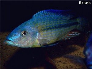 PETAGOG | Dimidiochromis kiwinge