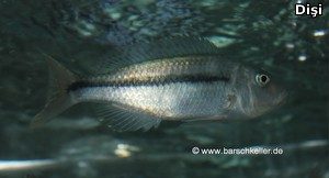 PETAGOG | Dimidiochromis kiwinge