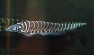 PETAGOG | Gymnotus pedanopterus (Zebra Bıçak Balığı)