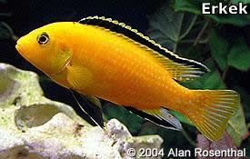 PETAGOG | Labidochromis caeruleus (Sarı Prenses)
