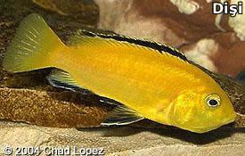 PETAGOG | Labidochromis caeruleus (Sarı Prenses)