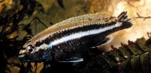 PETAGOG | Melanochromis auratus (Auratus)