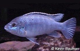 PETAGOG | Melanochromis joanjohnsonae (Likoma İncisi)