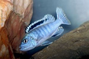 PETAGOG | Melanochromis joanjohnsonae (Likoma İncisi)