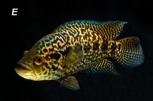 PETAGOG | Parachromis managuensis (Jaguar)