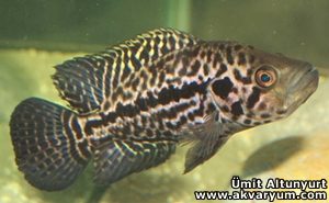 PETAGOG | Parachromis managuensis (Jaguar)
