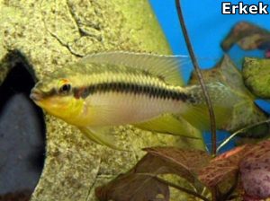 PETAGOG | Pelvicachromis roloffi