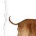 Afgan Tazısı