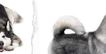 Alaska Kurdu (Alaska Malamutu)