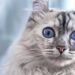 American Curl