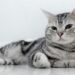 American Shorthair