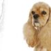 American Cocker Spaniel