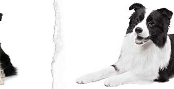 Bordor Collie