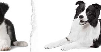 İskoç Koli (Border Collie)