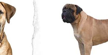 Bullmastiff