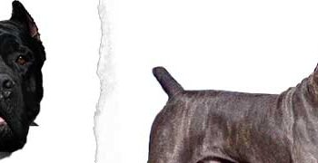 Cane Corso Italiano