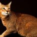 Chausie