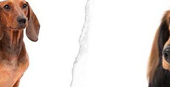 Dakhund (Sosis Köpeği)