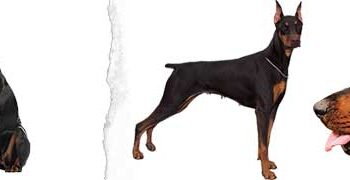 Doberman