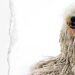 Komondor