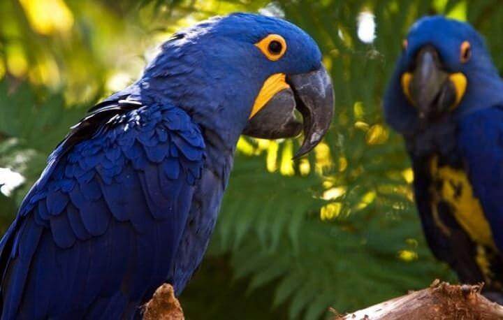 PETAGOG | Macaw Papağanı (ARA)