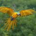 Macaw Papağanı (ARA)