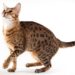 Ocicat