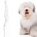 İngiliz Çoban Köpeği (Old English Sheepdog)