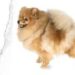 Pomeranian (Pomeranya)