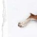 Puanter (İngiliz Pointer)