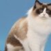 Ragdoll