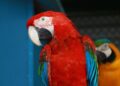 PETAGOG | Macaw Papağanı (ARA)