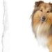 Shetland Çoban Köpeği