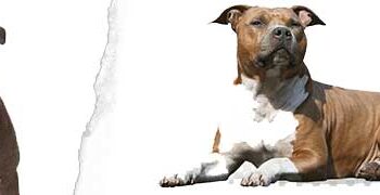 Staffordshire Bull Köpeği