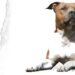 Staffordshire Bull Köpeği