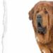 Tibet Mastifi (Tibetan Mastiff)