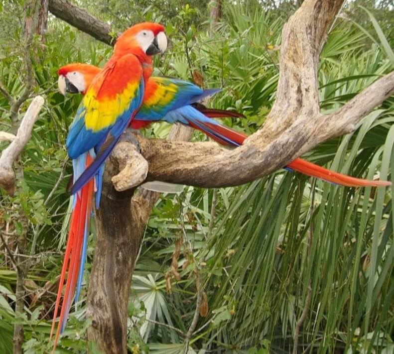 PETAGOG | Macaw Papağanı (ARA)