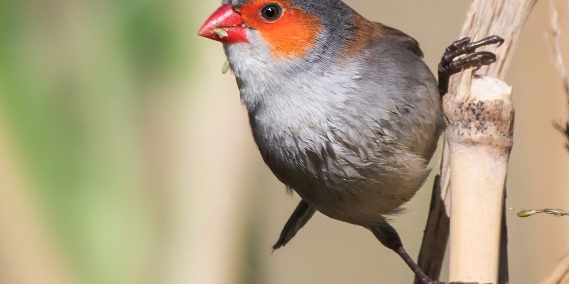 Turuncu Yanaklı Mumgaga
