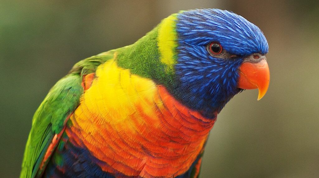 Yeşil Enseli Loriket