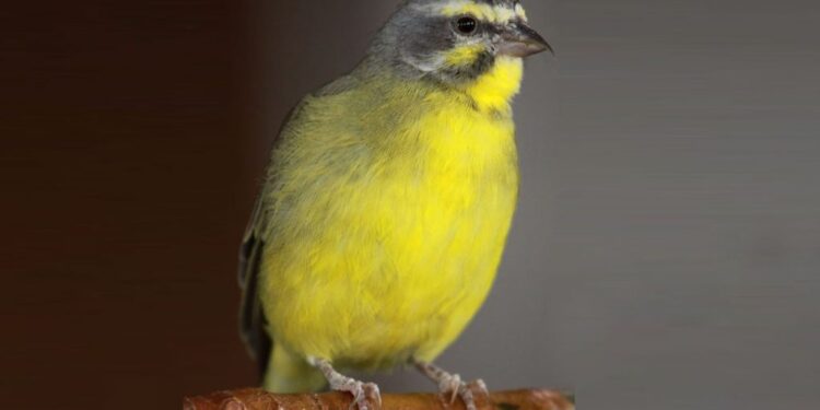 Yeşil Şarkıcı İspinoz