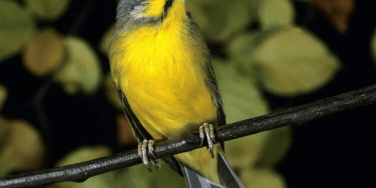 Yeşil Şarkıcı İspinoz