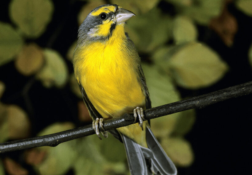 Yeşil Şarkıcı İspinoz