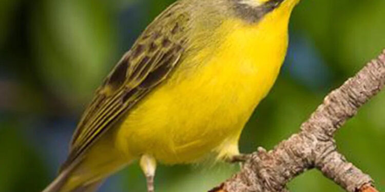 Yeşil Şarkıcı İspinoz