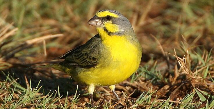 Yeşil Şarkıcı İspinoz