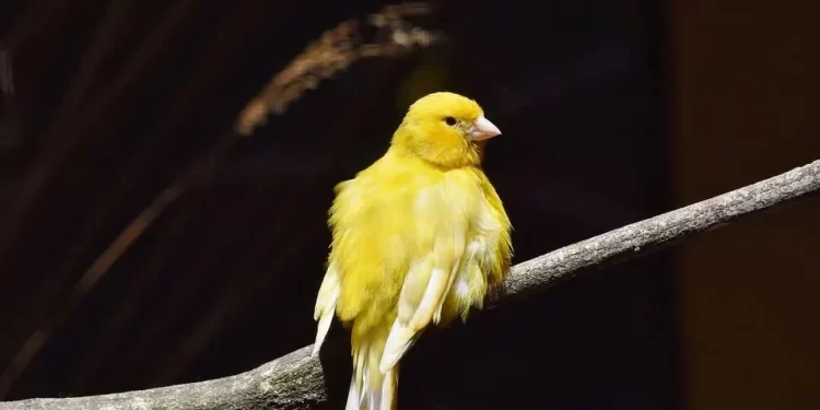 Yorkshire Süslü Kanaryası